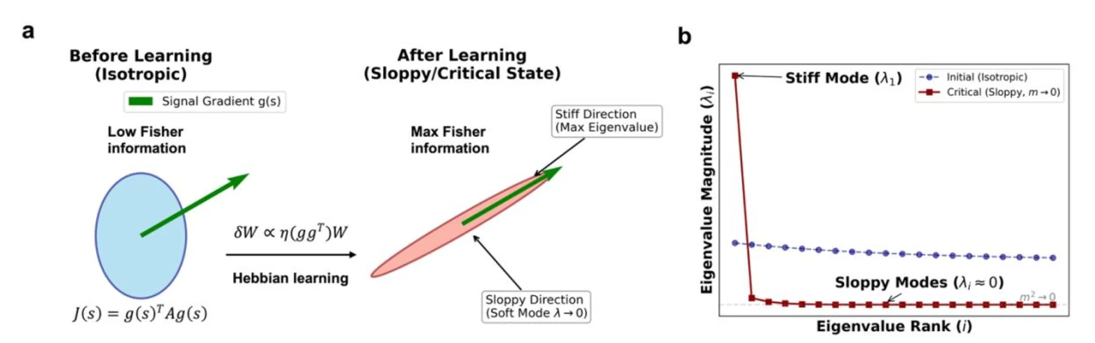Paper Figure 1 showing precision matrix learning from isotropic coding to sloppy critical state